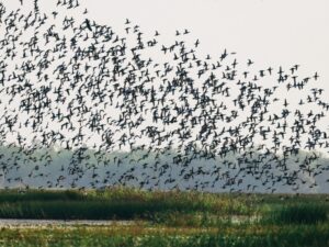 Xuôi về miền Tây khám phá 9 điểm du lịch nổi bật tại Đồng Tháp 2