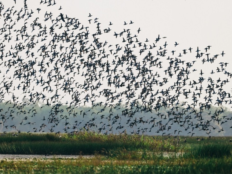 Xuôi về miền Tây khám phá 9 điểm du lịch nổi bật tại Đồng Tháp 2