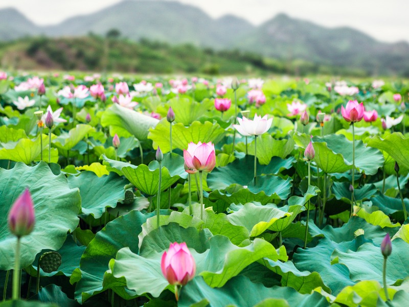 Xuôi về miền Tây khám phá 9 điểm du lịch nổi bật tại Đồng Tháp 9