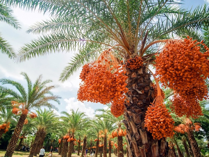 Xuôi về miền Tây khám phá 9 điểm du lịch nổi bật tại Đồng Tháp 10